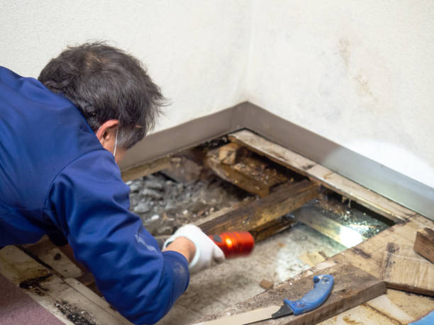 Best Industrial Mold Remediation in Candlewick Lake, IL