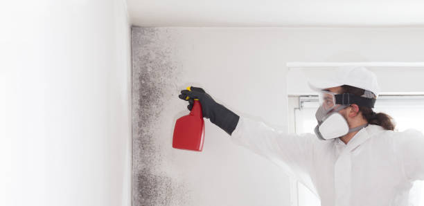 Professional Mold Remediation in Candlewick Lake, IL