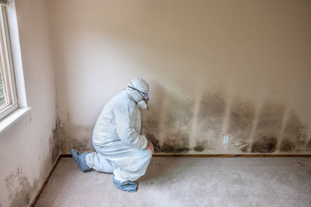 Best Post-Flood Mold Remediation in Candlewick Lake, IL